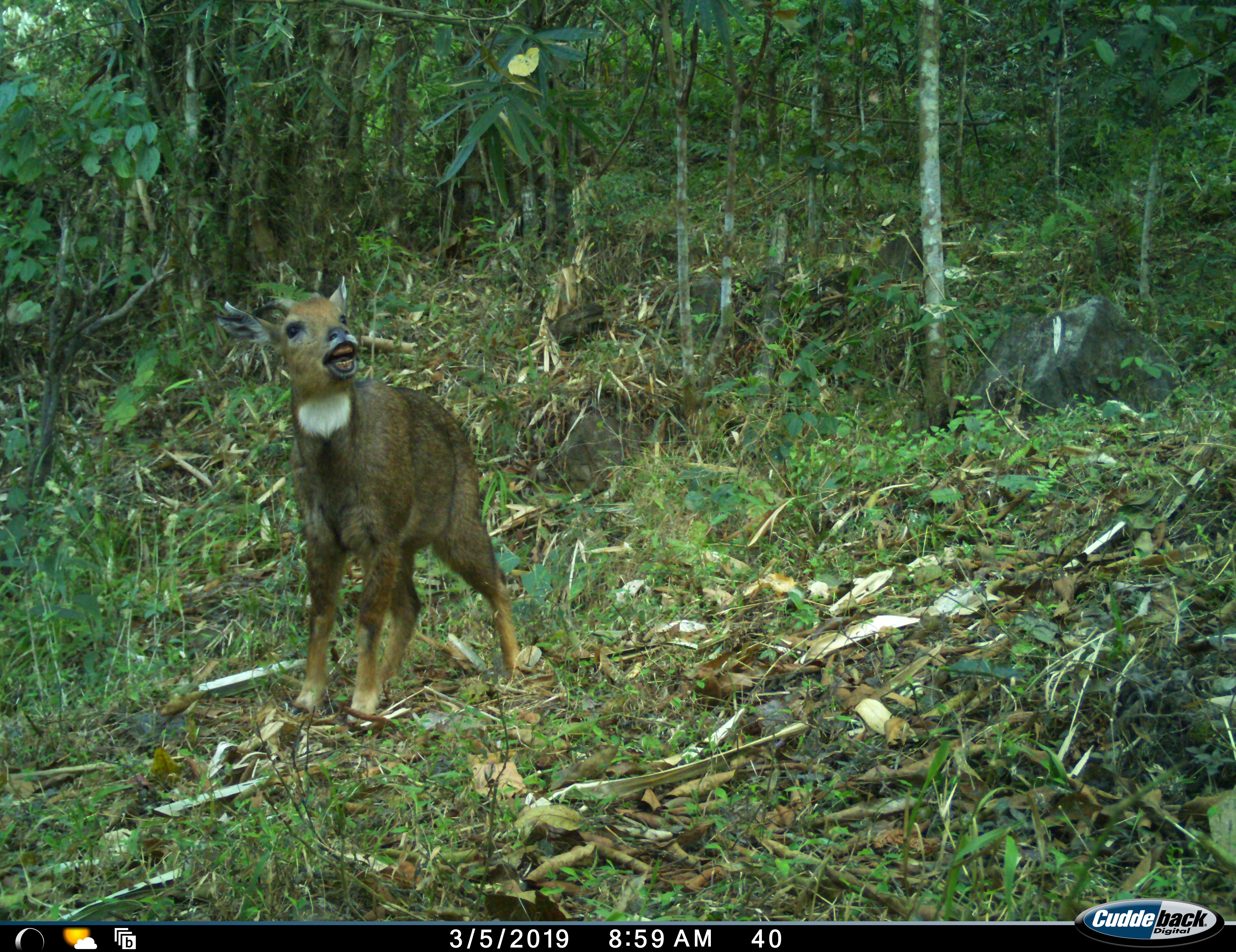 Himalayan Goral in a Tea Estate