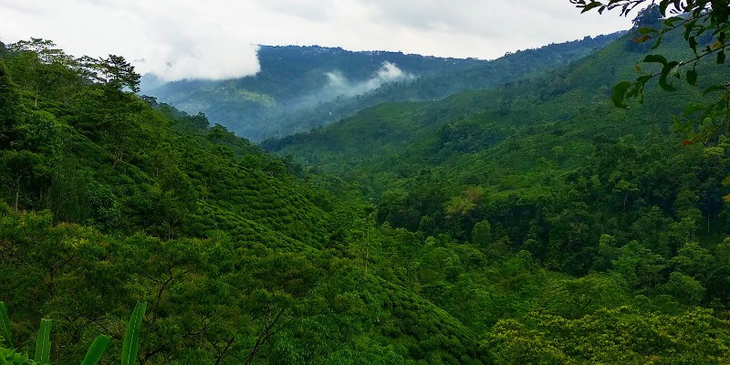 Selimbong Landscape